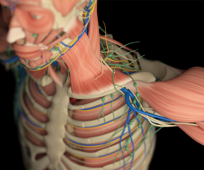 How to Teach Anatomy Remotely | Talking Teaching